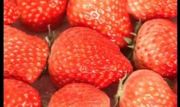 爆料种植草莓视频大全下载,揭秘草莓种植技巧与奥秘