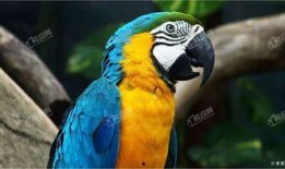 宠物大爆料鹦鹉视频下载,鹦鹉视频下载攻略全解析